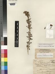 Image result for Pearsonia mesopontica