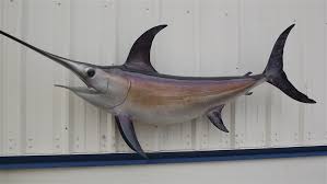 95 inch broadbill swordfish mount by