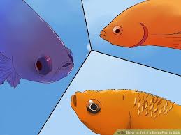 6 Ways To Tell If A Betta Fish Is Sick Wikihow In 2020 Betta Fish Care Betta Betta Fish Tank