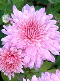 Chrysanthemum Hortorum Nebelrose Garten Chrysantheme Herbst Chrysantheme Winteraster Chrysantheme Garten Pflanzen