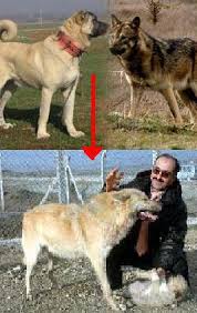 Hatta bu ortaya çıkan melez arkadaşımıza da kopekmis gibi fazla yakınlık göstermek hayati tehlike bile arzedebilecektir. Serbian Tricolour Hound 3 Renkli Sirp Kopoyu Turkiye Turk Kurt Kopegi Irki Gelistirildi Dumlupinar Universitesinde Dpu Sivas Kangal Kopegi Ile Turkiye De Yasayan Bir Kurdun Ciftlestirilmesi Sonucu 6 Yil Once