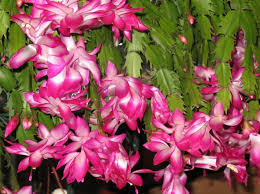 Thank you so much for watching, thank you for subscribing and. This Week S Gardening Tips Caring For A Christmas Cactus Keep Oxalis Under Control Home Garden Nola Com