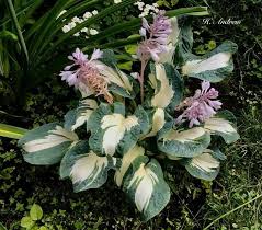 An unhealthy plant is more. By Pauline Lavigne Hosta Andrew Is The Slowest Growing Hosta In My Garden It Is Now 6 Years Old And I M Not Worried That It Will Have To Hostas Plants Garden