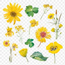 Download Premium Png Of Vintage Yellow Flower Blooming Png Illustration Flower Illustration Yellow Flowers Flower Doodles