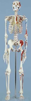 Home > blog > anatomy > muscle anatomy: Http Insansaintifik Com V2 Wp Content Uploads Pdfs Ruedigeranatomie Catalog New Pdf