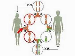 How The Body Works The Sex Chromosomes
