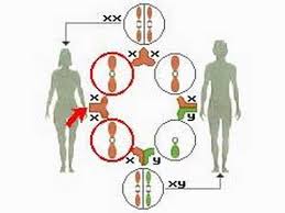 how the body works the sex chromosomes