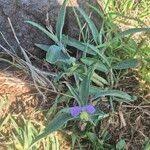 Image result for Commelina albescens