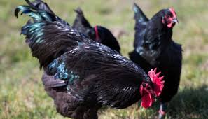 Check spelling or type a new query. Australorp Chicken Breed Everything You Need To Know