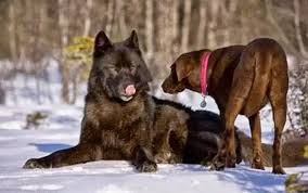 Whats The Size Difference Between Wolves And German