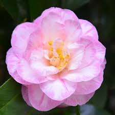 Two main species of camellia are grown in australian gardens: Camellia Diseases And Problems Nurseries Online