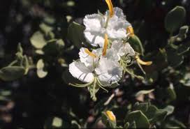 Image result for Cadaba