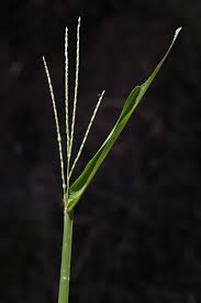 Image result for Axonopus