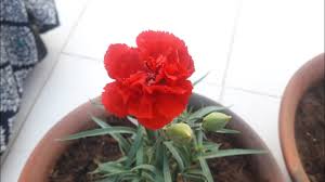 Alkaline soil tends to have slightly higher concentrations of calcium, magnesium, and sodium. How To Grow And Care Carnation Flowering Plant à¤• à¤°à¤¨ à¤¶à¤¨ à¤• à¤¦ à¤–à¤­ à¤² Youtube