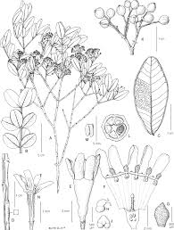 Image result for Empogona ruandensis