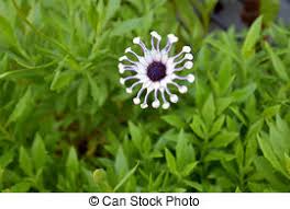 Natural Flowers Stock Photo Images 1 281 537 Natural Flowers Royalty Free Pictures And Photos Available To Download From Thousands Of Stock Photographers Dreamstime is the world`s largest stock photography community. natural flowers stock photo images 1