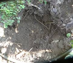 Maybe you would like to learn more about one of these? Transplanting Hydrangeas Lorraine Ballato