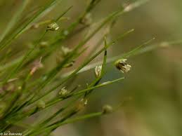 Image result for Isolepis setacea