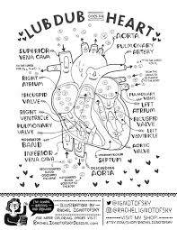 Blank coloring pages online coloring pages coloring sheets skin structure human body systems health class medical anatomy seventh grade teaching activities. Art Science Festival Michigan State University