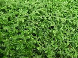 Image result for Selaginella kraussiana