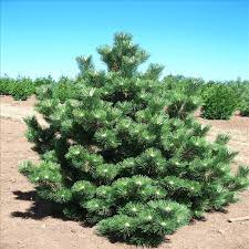Why do we prune black pine during this busy time year you ask? Thunderhead Japanese Black Trees For Sale Online Garden Goods