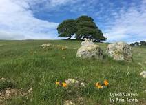 Nature Hike at Lynch Canyon