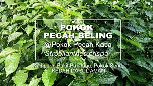 Manfaat dan khasiat daun ini cukup banyak untuk. Khasiat Pokok Pecah Beling Bukit Pak Kiau Pokok Sena Kedah Youtube