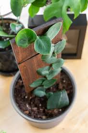 Maybe you would like to learn more about one of these? How To Care For The Unique Rhaphidophora Hayi Shingle Plant