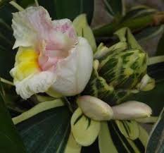 She rarely flowers, but when she does she has a lovely cheery foliage of white flowers with a light pink blush and yellow throat. Variegated Spiral Ginger Variegated Costus Tropical Plants Almost Eden