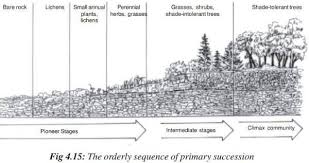 Pin On Ecologia Succession