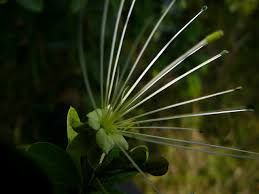 Image result for Albizia adianthifolia × gummifera