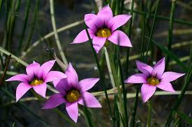 Image result for Romulea