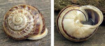 Müller, 1774)) gattung rossmaessleria p. Massylaea Vermiculata Found In Bratislava In June 2019 Photo T Cejka Download Scientific Diagram