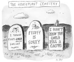 There are exceptions to every rule and this is so true with the. Spiderweb The New Yorker