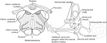 This chapter discusses the brainstem. The Pons Chapter 3 Clinical Neuroradiology