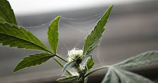 How to get rid of spider mites during flowering. Spider Mites On Weed Prevention And Complete Removal Ilgm