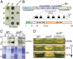 C) continuous cell lines are derived from primary cell lines. Chloroplast Sec14 Like 1 Cpsfl1 Is Essential For Normal Chloroplast Development And Affects Carotenoid Accumulation In Chlamydomonas Pnas