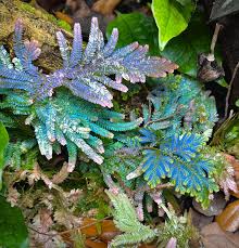 Image result for Selaginella versicolor