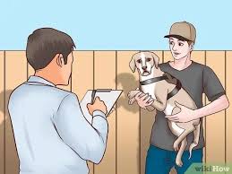 We did not find results for: 3 Ways To Register Your Dog As A Service Dog Wikihow