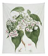 Image result for Dombeya torrida