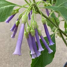 Image result for Iochroma