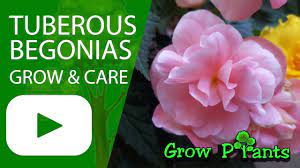 Pin On Gardening Flowers