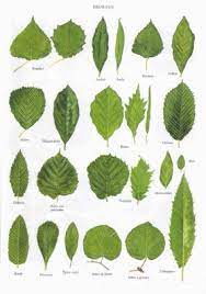 quelques feuilles d arbres reconnaitre les feuille arbre identification des coloriage playmobil print