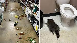 Drunk raccoon found passed out in Virginia liquor store bathroom: Officials - ABC7 San Francisco