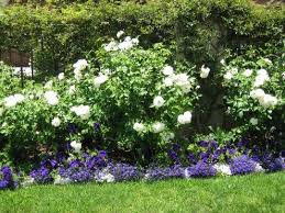 Pin By Karena On Gardening Flower Bed Designs Floribunda Roses Landscaping With Roses