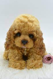 pin na doske dogs and puppy hand made toys