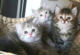 This means the siberian cat is a lot of fun to have around. Muzuru Pl Hodowla Kotow Syberyjskich Siberian Cats Cattery Home Facebook