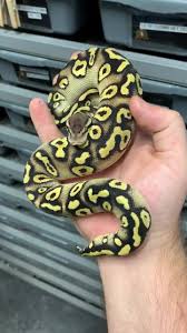 Maybe you would like to learn more about one of these? Pastel Phantom Wookie Staywook Royal Canadian Reptiles