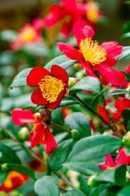 Another difference is when they bloom. Readers Ask About Tips For Pruning Fertilizing Plants