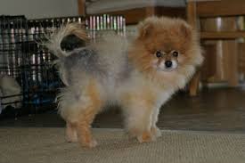 My Dog Is Going Bald Alopecia X And Other Syndromes Hair Hair